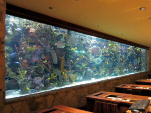 A 20,000-gallon tropical reef aquarium