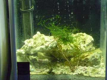 Closer look at the Fluval Spec