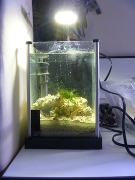2 Gallon Fluval Spec Desktop Aquarium