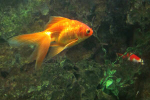 Goldfish, Public Domain Photo