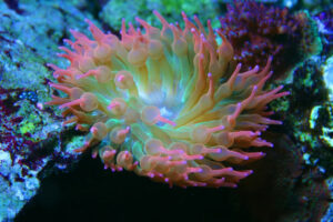 Rainbow Bubble Tip Anemone