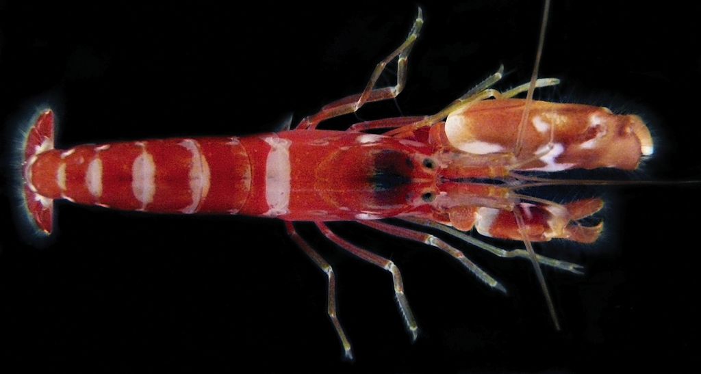 Picture of a Pistol Shrimp