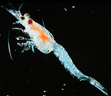 Mysis Shrimp